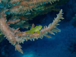 Image of Lemon coralgoby