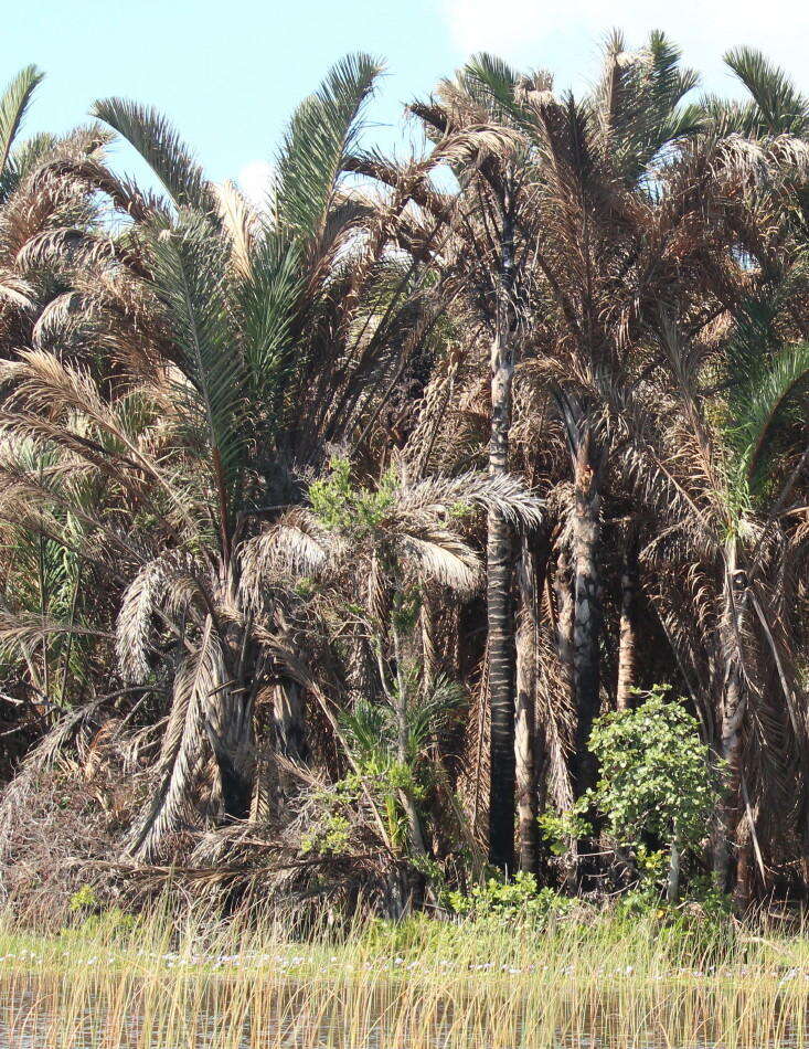 Image of Giant Palm