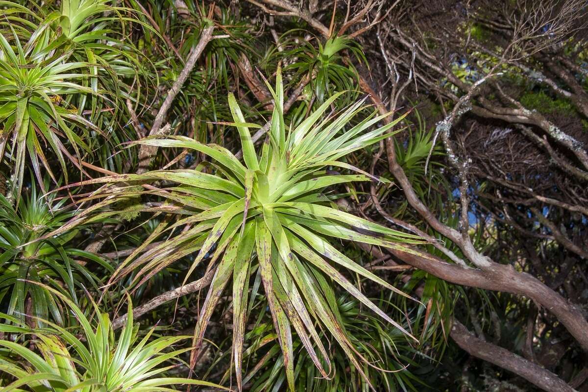 Dracophyllum fitzgeraldii F. Muell.的圖片