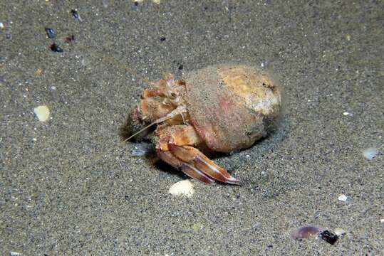 Image of Prideaux's hermit crab