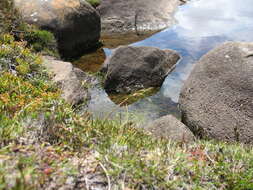 Image of Rytidosperma pauciflorum (R. Br.) Connor & Edgar