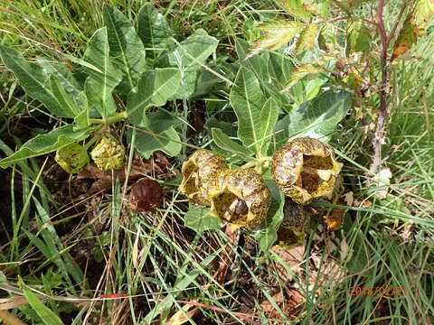 صورة Pachycarpus grandiflorus subsp. grandiflorus