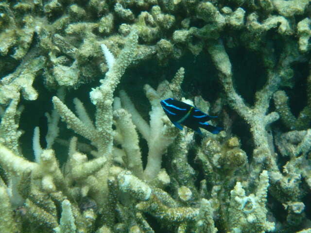 Image of Blue-streak damsel