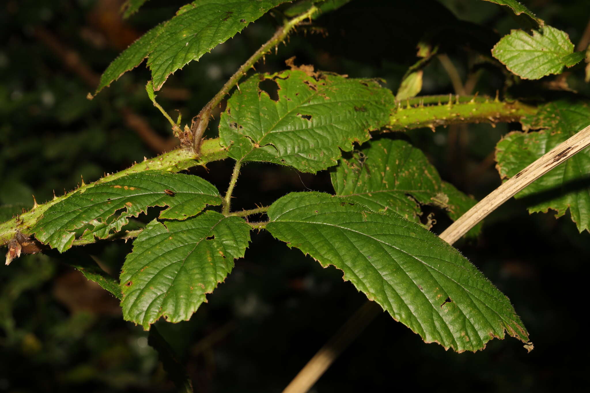 Image of Rubus hylocharis W. C. R. Watson