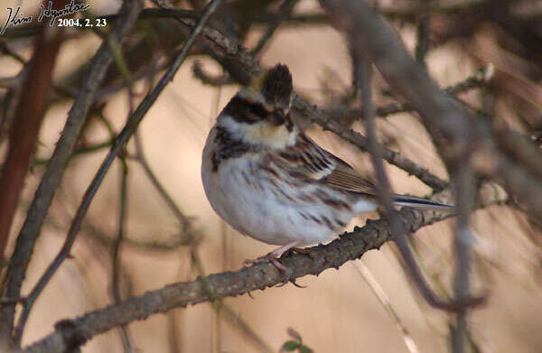 Image of Yellow-throated Bunting