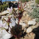 Image of Pelargonium quarciticola U. Meve & E. M. Marais