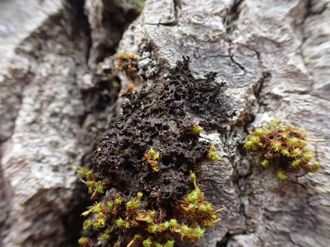 Image of jelly lichen