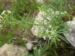 صورة Heliotropium lineare (A. DC.) Gürke