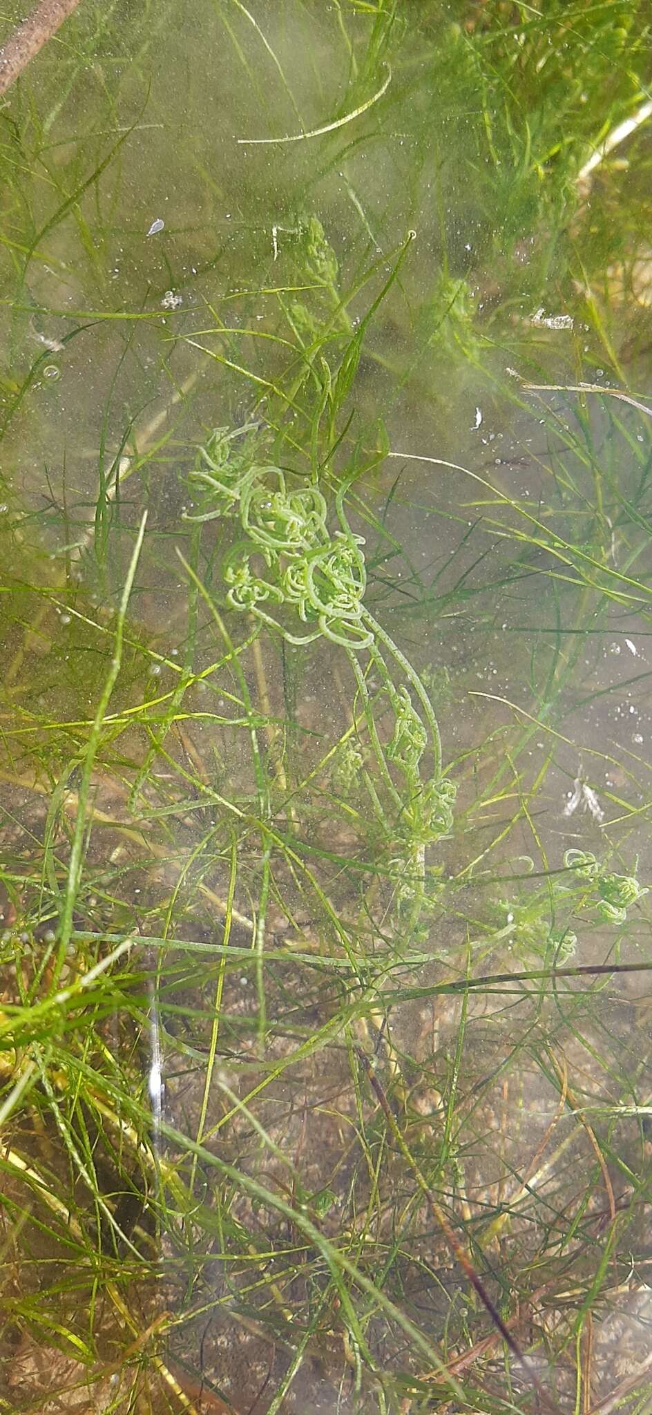 Image of Clustered Stonewort