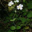 Imagem de Ourisia macrophylla subsp. lactea (L. B. Moore) Meudt