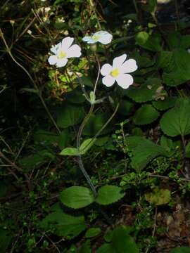 Imagem de Ourisia macrophylla subsp. lactea (L. B. Moore) Meudt