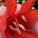 Hippeastrum santacatarina (Traub) Dutilh resmi