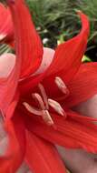 Image of Hippeastrum santacatarina (Traub) Dutilh