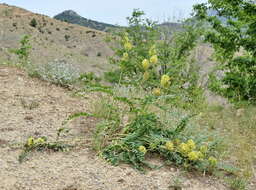 Imagem de Astragalus ponticus Pall.