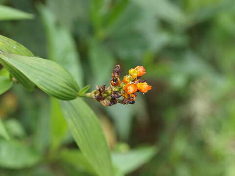 Imagem de Elleanthus aurantiacus (Lindl.) Rchb. fil.