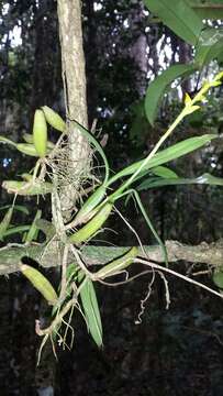 Image of Bulbophyllum auriflorum H. Perrier