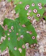 Image of Ocellate Gall Midge