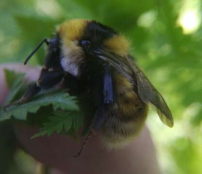 Plancia ëd Bombus distinguendus Morawitz 1869