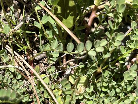 Image of Englemann's milkvetch