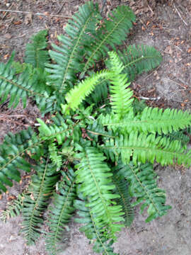 Image of western swordfern