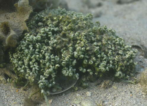 Image of Sawblade Caulerpa