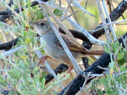 Sivun Cisticola subruficapilla jamesi Lynes 1930 kuva