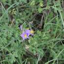 Image of watermelon nightshade