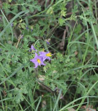 Image of watermelon nightshade