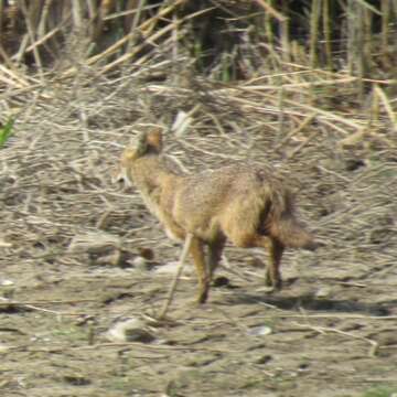 Image of Common jackal