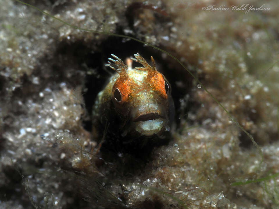 Image of Roughhead Blenny