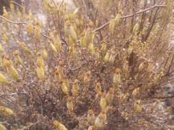 Imagem de Pteronia glomerata L. fil.