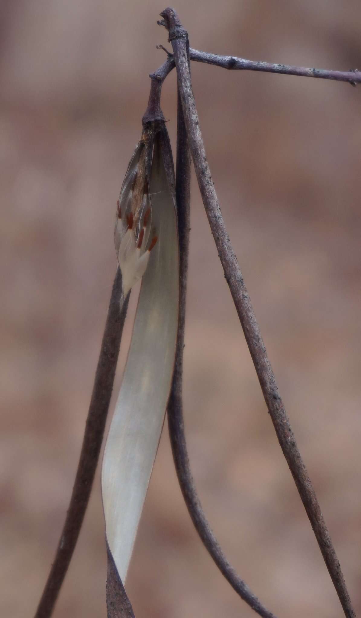 Image of Indian-hemp