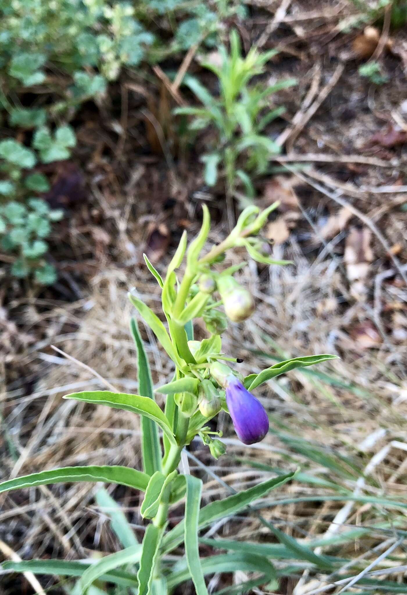 Image of New Mexico beardtongue