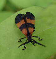 Image of Banded Net-winged Beetle