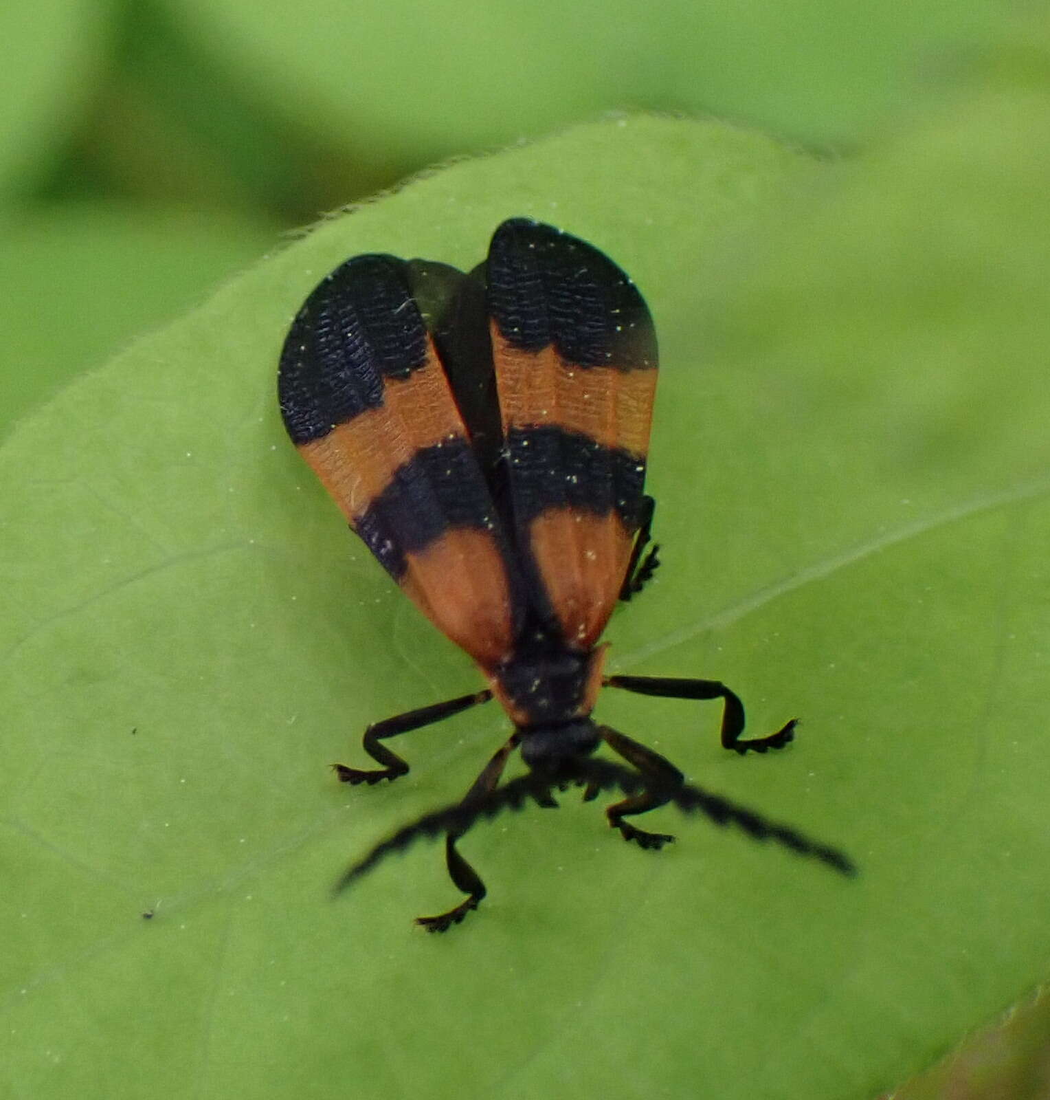 Image of Banded Net-winged Beetle