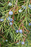 Image of <i>Juniperus <i>communis</i></i> communis