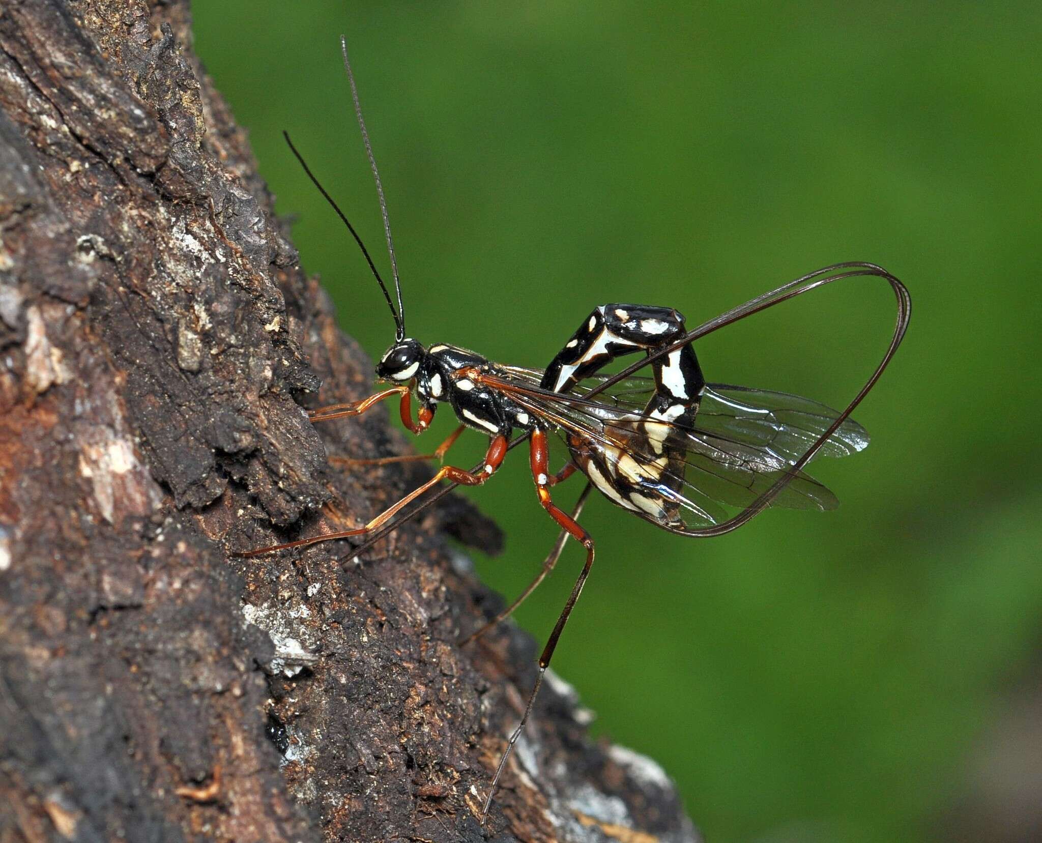 Image of Megarhyssa rixator (Schellenberg 1802)