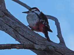 Image of Dendrocopos major thanneri le Roi 1911