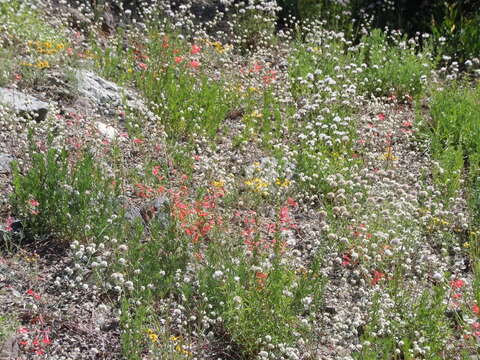 Image of scarlet gilia