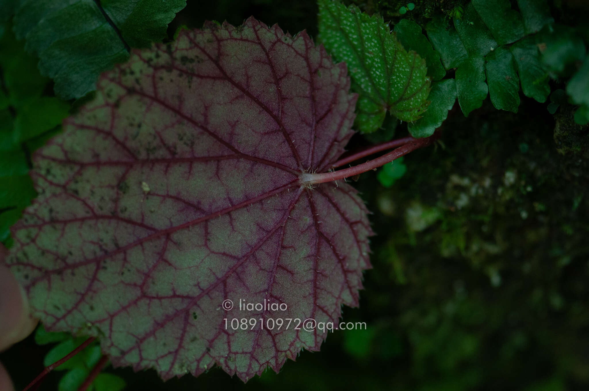 Image of Begonia fimbristipula Hance