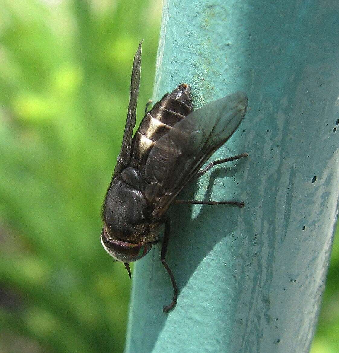 صورة Hybomitra sodalis (Williston 1887)