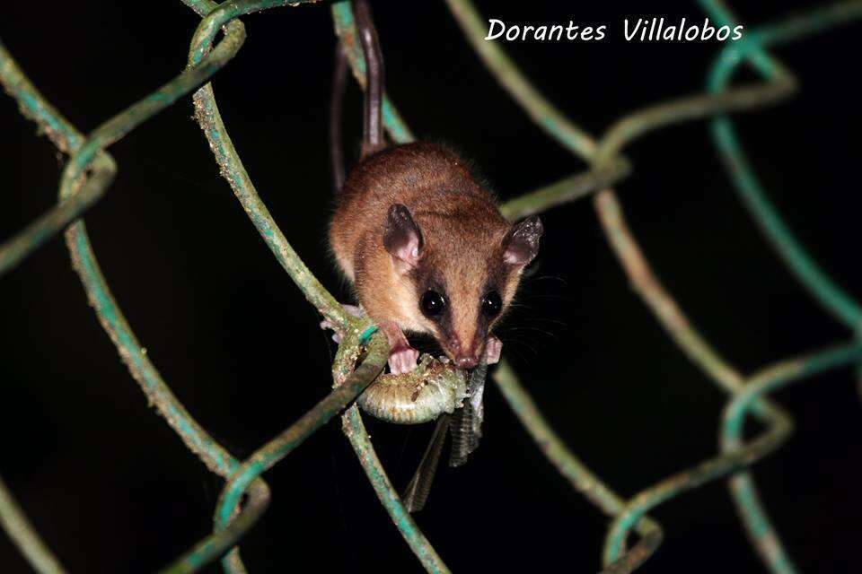Image of Mexican Mouse Opossum