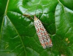 Image of Utetheisa pulchelloides Hampson 1907