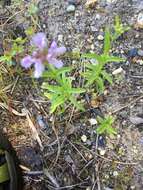 Plancia ëd Stachys hyssopifolia Michx.