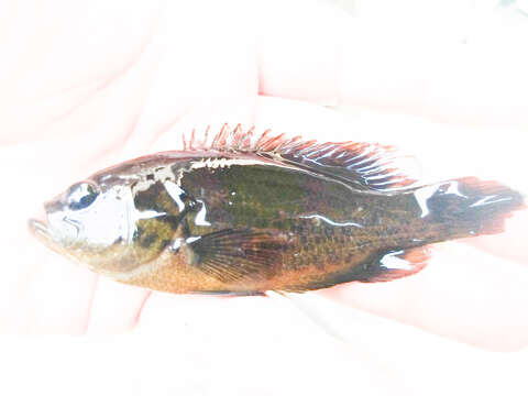 Image of Mud sunfishes