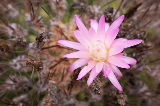 Eriosyce subgibbosa (Haw.) Katt. resmi