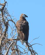 Haliaeetus vociferoides Des Murs 1845 resmi