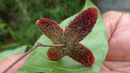 Image of <i>Sloanea hirsuta</i> (Schott) Planch. ex Benth.