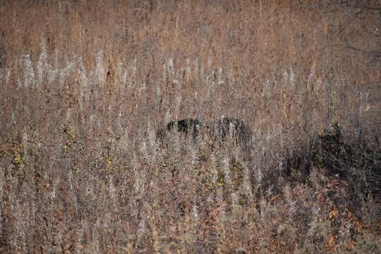 Image of Kamchatka brown bear