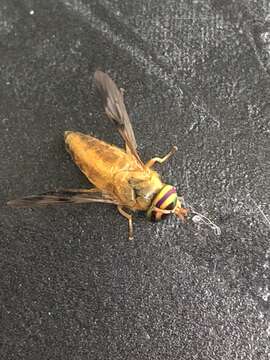 Image of Yellow Fly of the Dismal Swamp